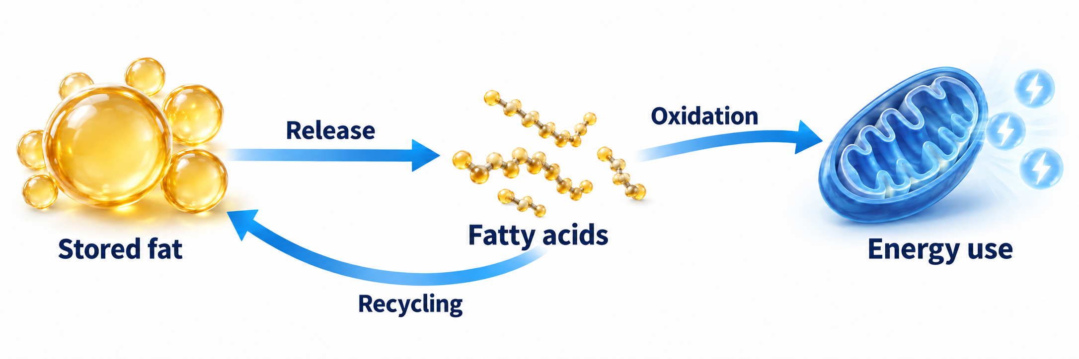 Fatty acids released from storage may undergo oxidation for energy or recycling back into storage.