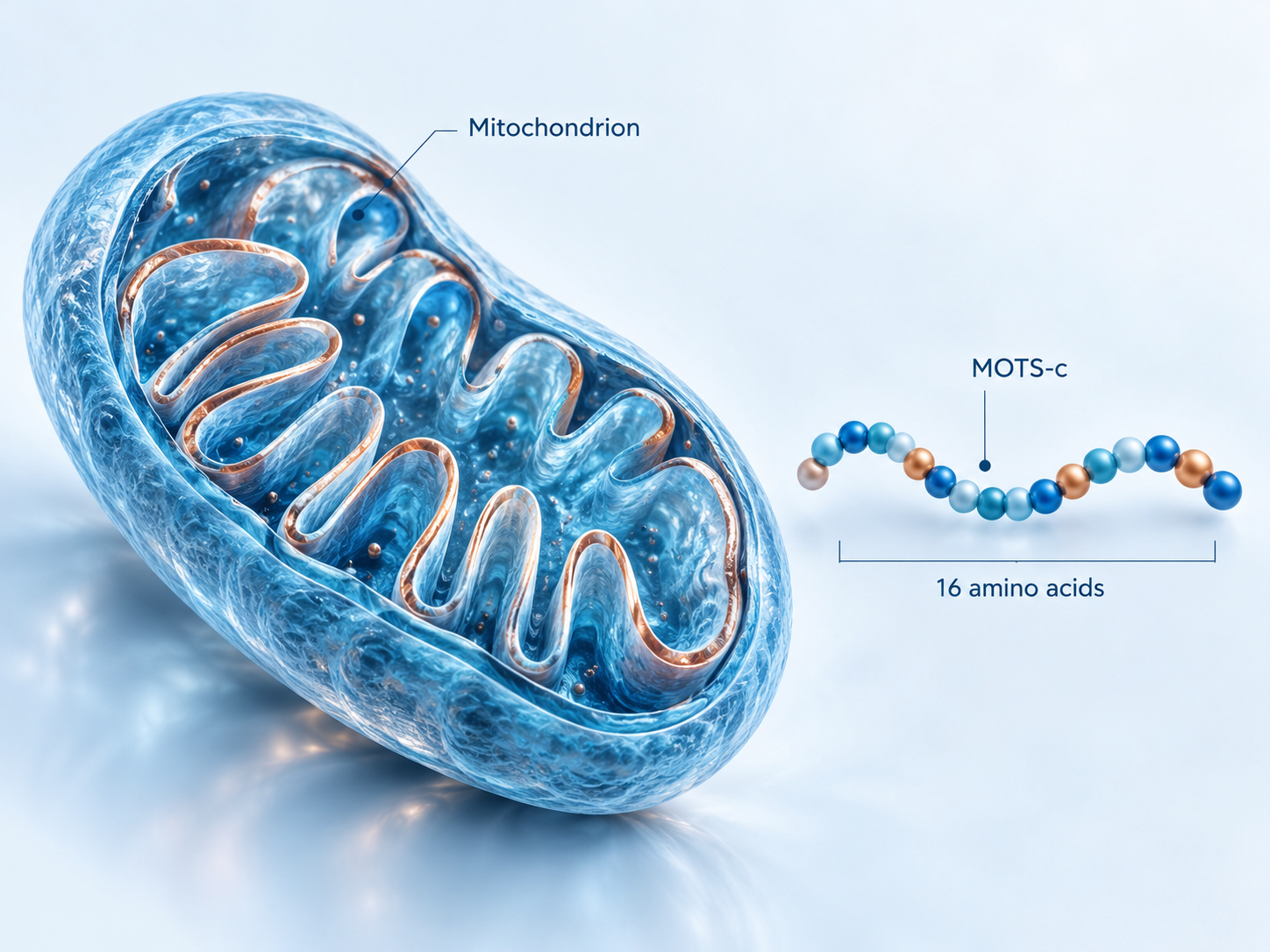 Simplified illustration of a mitochondrion and the 16-amino-acid MOTS-c topic.