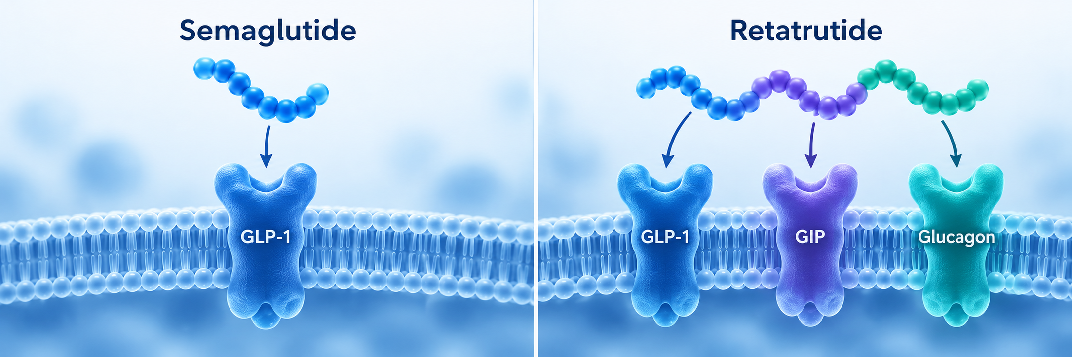 Conceptual GLP-1 receptor activity of semaglutide and GLP-1, GIP and glucagon receptor activity of retatrutide.